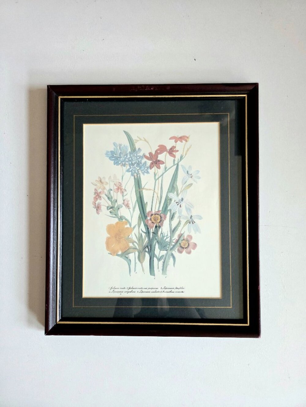 Framed Botanical Art. 13'' x 11''